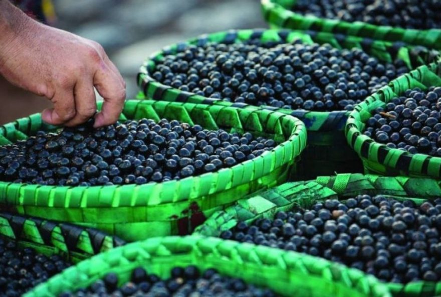 bioeconomia-na-amazonia3A-inscricoes-prorrogadas-para-projetos-sustentaveis-com-r24-2-milhoes-disponiveis