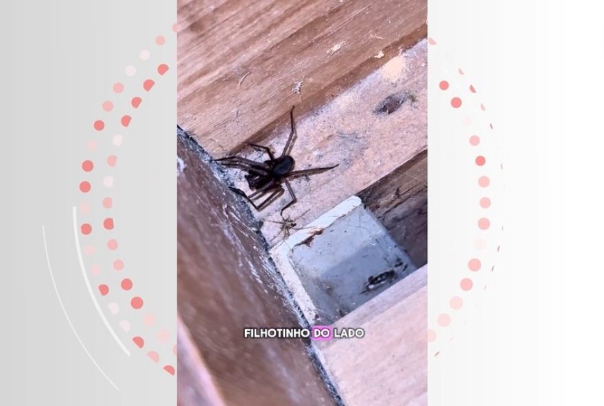 biologo-de-sc-alerta-para-perigo-das-aranhas-marrons-em-quarto-alugado3A-dicas-de-prevencao-e-cuidados-essenciais