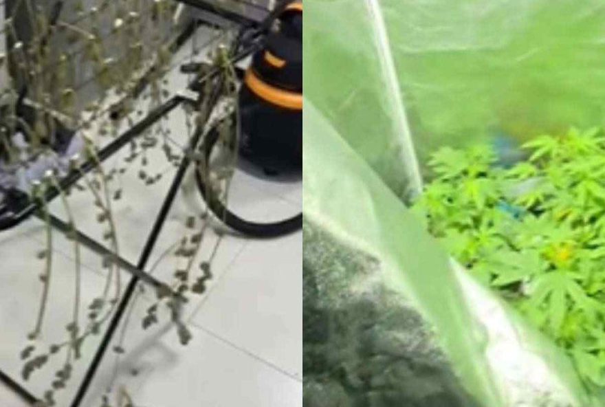 biologo-preso-por-cultivar-droga-gourmet-vendia-cursos-para-traficantes