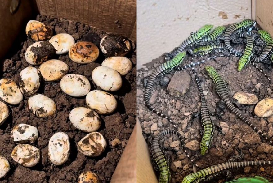 biologo-registra-emocionante-nascimento-de-lagartos-teius-em-jaragua-do-sul2C-santa-catarina biologo-registra-emocionante-nascimento-de-lagartos-teius-em-jaragua-do-sul2C-santa-catarina