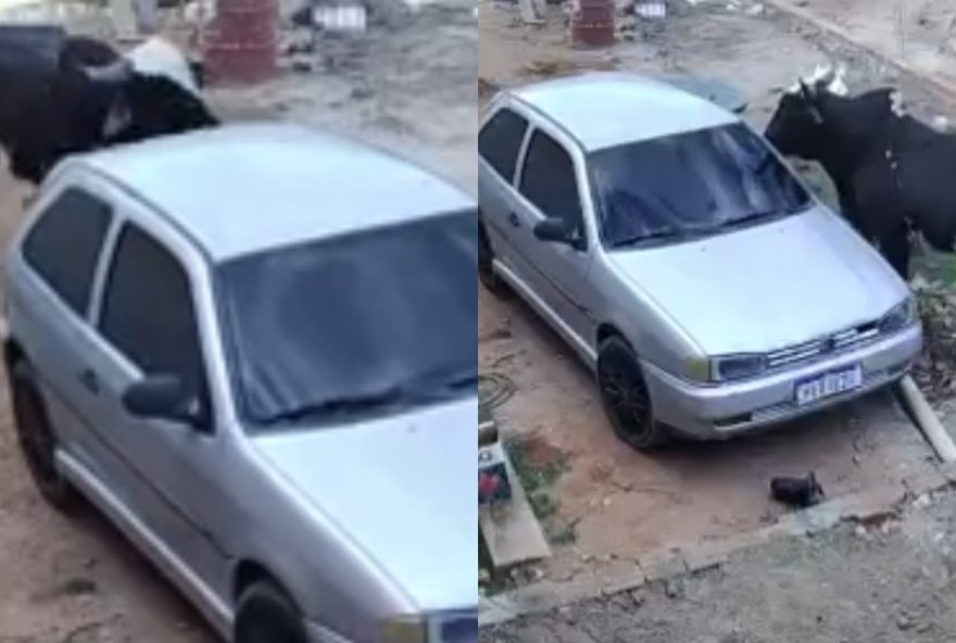 boi-descontrolado-invade-casa-e-destroi-veiculo-em-juazeiro-do-norte2C-ceara