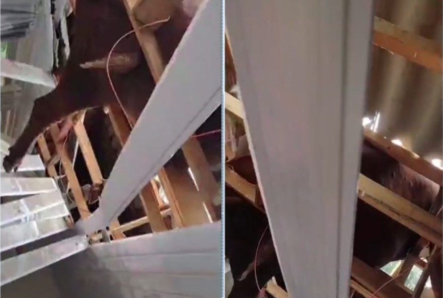 boi-em-telhado-causa-estragos-em-casa-em-tangara3A-video boi-em-telhado-causa-estragos-em-casa-em-tangara3A-video