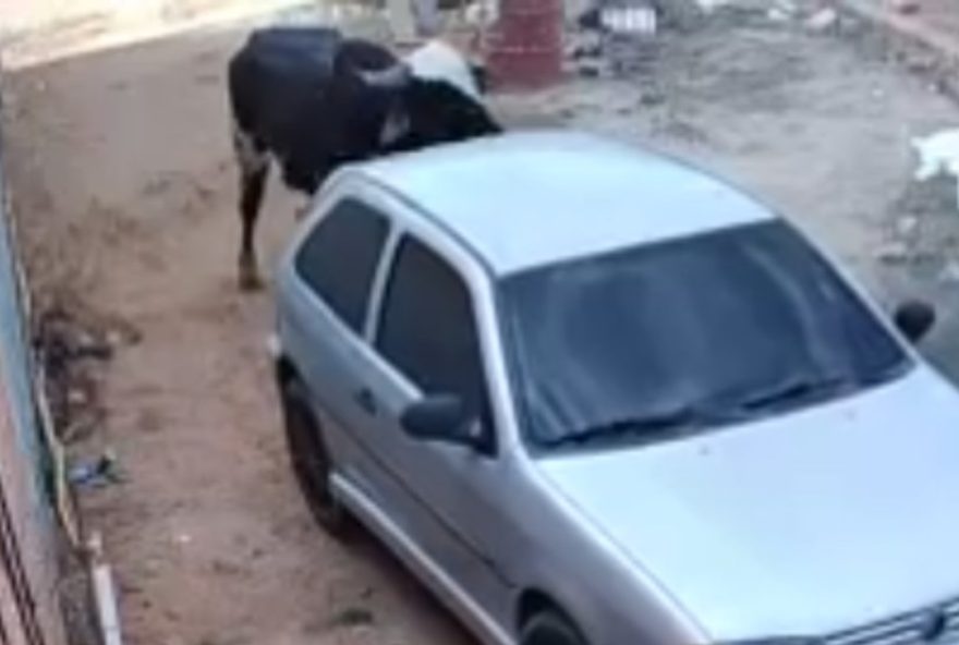 boi-furioso-destroi-carro-em-juazeiro-do-norte3B-quem-e-responsavel3F-policia-explica boi-furioso-destroi-carro-em-juazeiro-do-norte3B-quem-e-responsavel3F-policia-explica