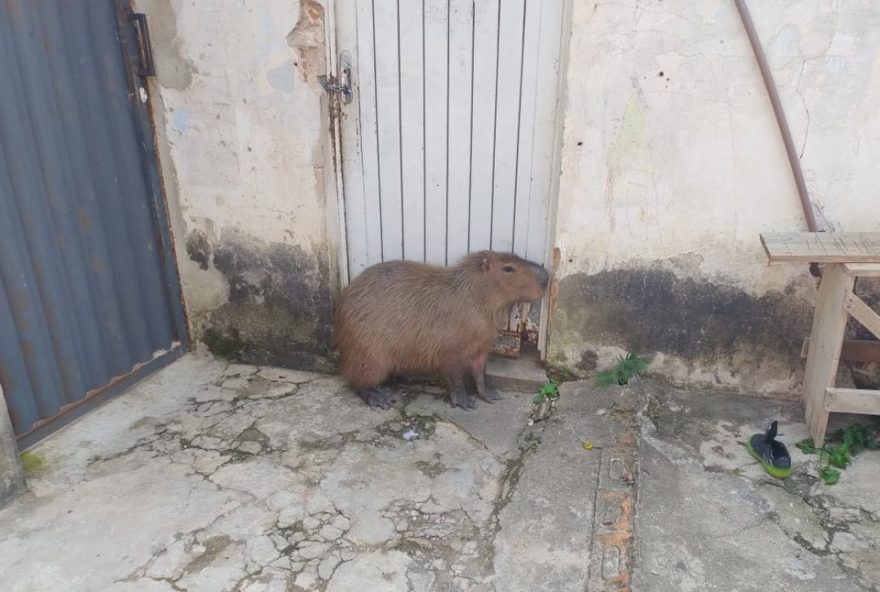 bombeiros-capturam-capivara-em-casa-e-a-devolvem-a-natureza