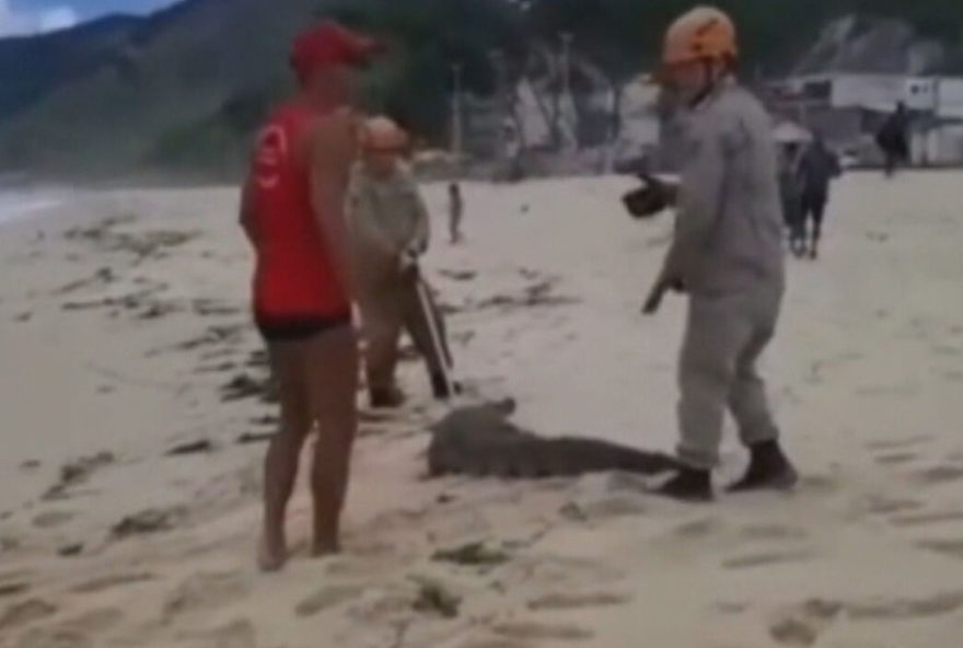 bombeiros-capturam-jacare-na-praia-da-macumba3A-seguranca-e-conscientizacao-em-destaque bombeiros-capturam-jacare-na-praia-da-macumba3A-seguranca-e-conscientizacao-em-destaque