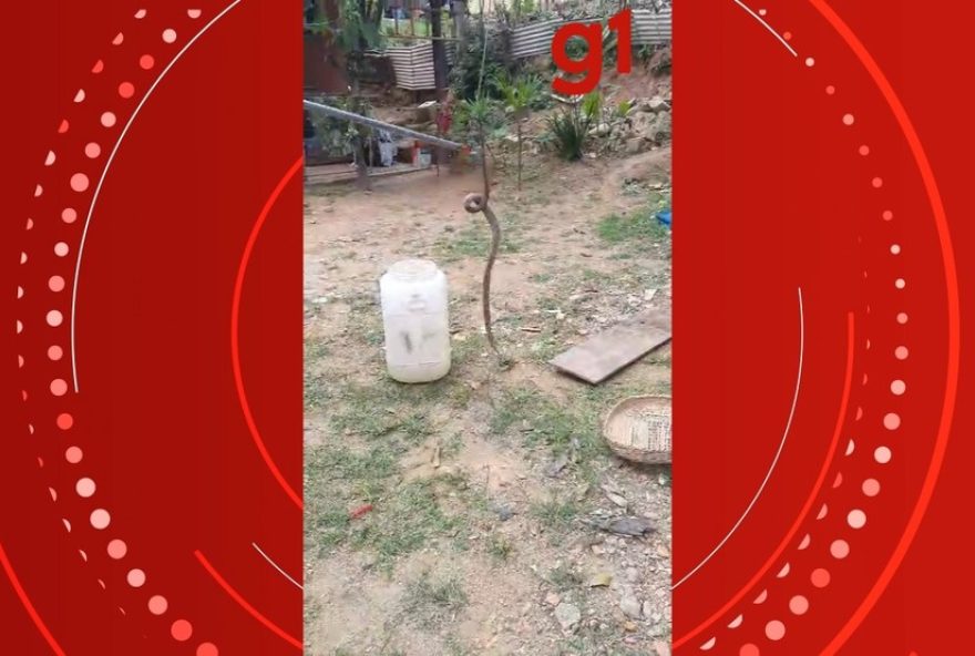 bombeiros-capturam-jararaca-em-ilhabela2C-sp3A-saiba-o-que-fazer-em-caso-de-encontro-com-serpentes-venenosas