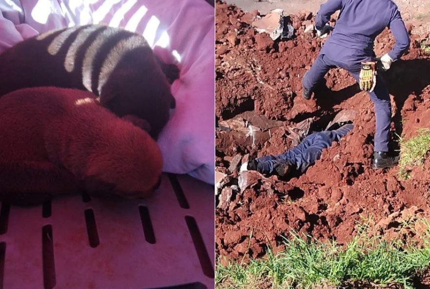 bombeiros-resgatam-7-filhotes-de-cachorro-presos-em-tubulacao-na-br-158-no-rs3A-a-emocionante-historia-de-um-resgate-heroico bombeiros-resgatam-7-filhotes-de-cachorro-presos-em-tubulacao-na-br-158-no-rs3A-a-emocionante-historia-de-um-resgate-heroico