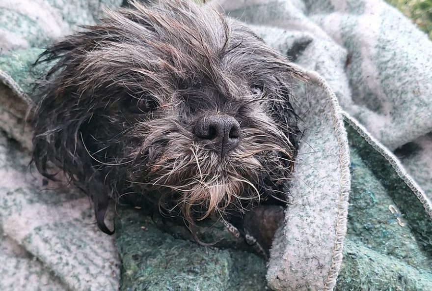 bombeiros-resgatam-cachorro-shih-tzu-em-ribeirao-de-pocos-de-caldas2C-mg