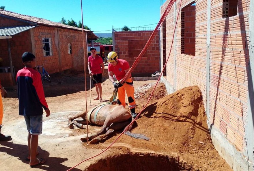 bombeiros-resgatam-cavalo-em-fossa-septica-em-janauba3A-animal-e-salvo-sem-ferimentos