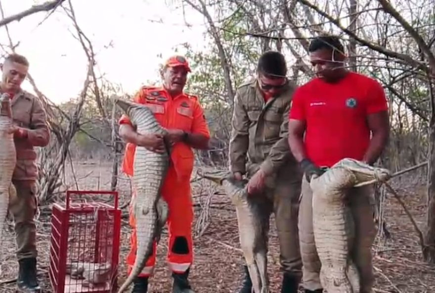 bombeiros-resgatam-familia-de-jacares-em-acao-inedita-em-crateus2C-ceara