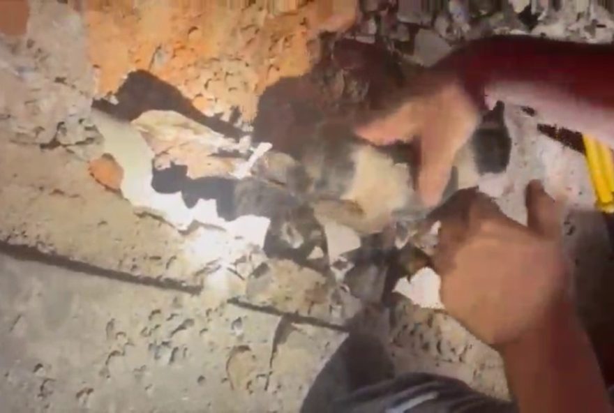 bombeiros-resgatam-filhotes-de-caes-presos-em-tubulacao-de-agua-interior-de-sp bombeiros-resgatam-filhotes-de-caes-presos-em-tubulacao-de-agua-interior-de-sp