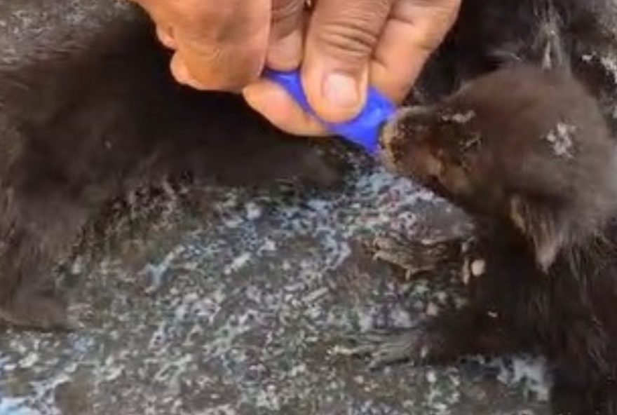 bombeiros-resgatam-filhotes-de-raposa-apos-incendio-em-goias3A-video.-resgate-e-cuidados-dos-animais-feridos-em-tragedia