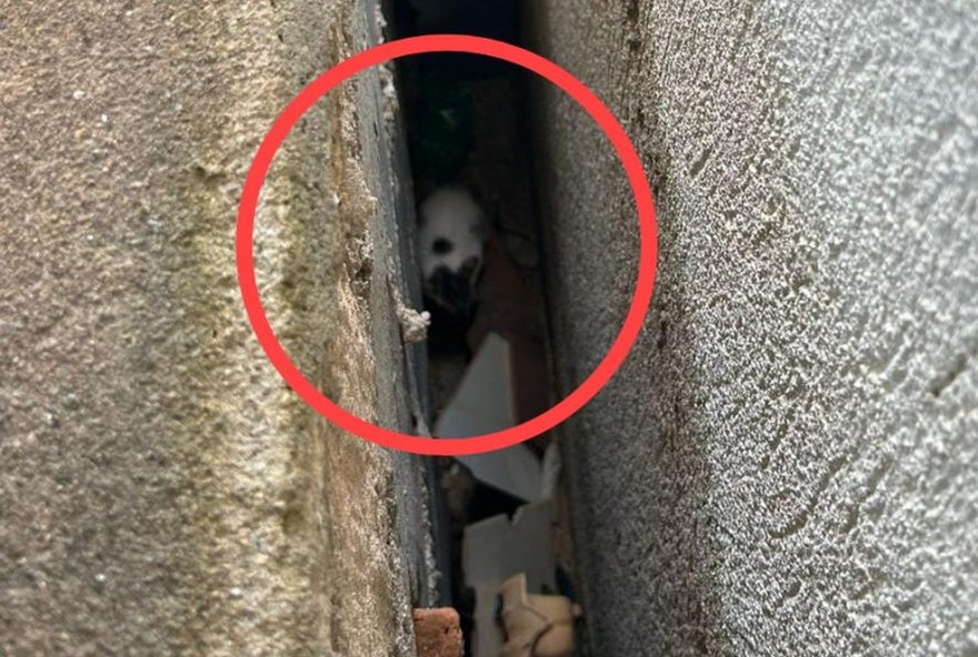 bombeiros-resgatam-gatinho-preso-em-vao-entre-muros-em-formiga3A-acao-rapida-e-eficiente-garante-seguranca-e-bem-estar-do-felino