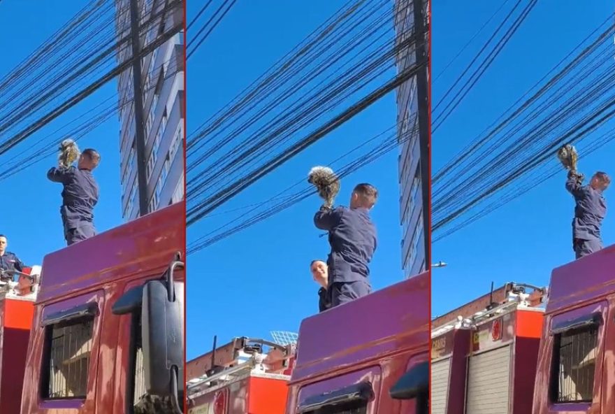 bombeiros-resgatam-ourico-preso-em-poste-em-bento-goncalves3A-video-viraliza-nas-redes-sociais-e-destaca-importancia-da-protecao-animal bombeiros-resgatam-ourico-preso-em-poste-em-bento-goncalves3A-video-viraliza-nas-redes-sociais-e-destaca-importancia-da-protecao-animal