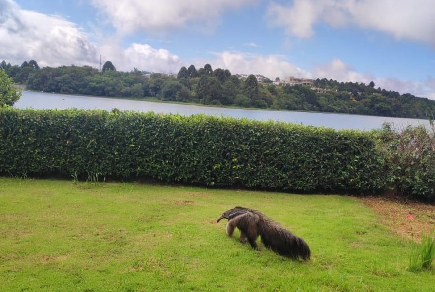 bombeiros-resgatam-tamandua-em-casa-no-bortolan3A-animal-e-solto-em-mata-apos-surpreender-moradores