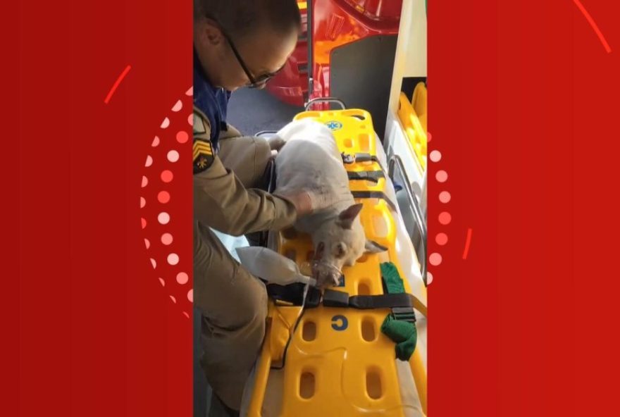 bombeiros-salvam-cadela-latifa-com-oxigenio-durante-incendio-em-curitiba