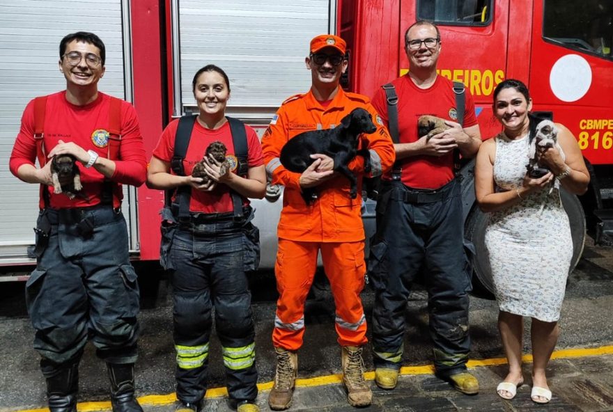 bombeiros-salvam-filhotes-de-caes-em-incendio-no-agreste-de-pernambuco3A-resgate-heroico-com-final-feliz