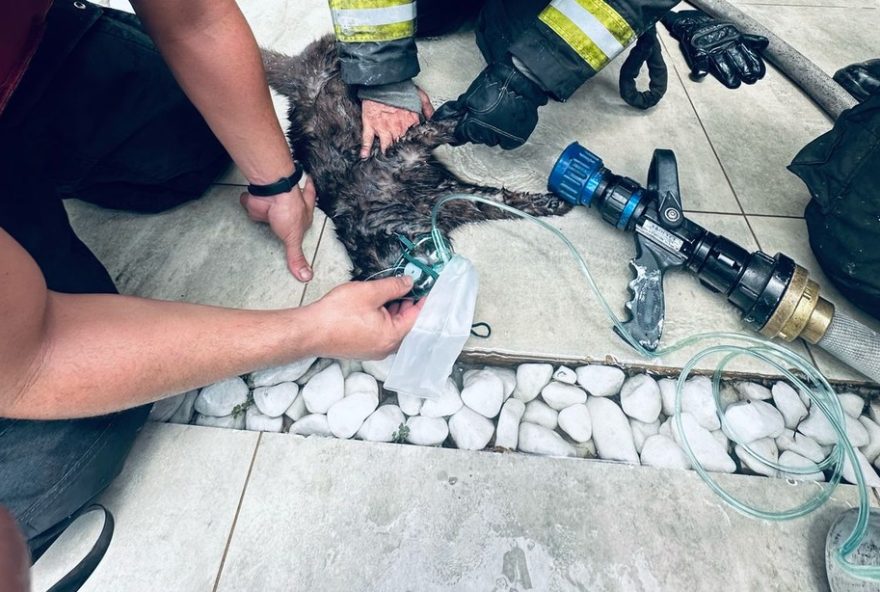 bombeiros-usam-mascara-de-oxigenio-para-reanimar-gato-em-incendio-em-taubate