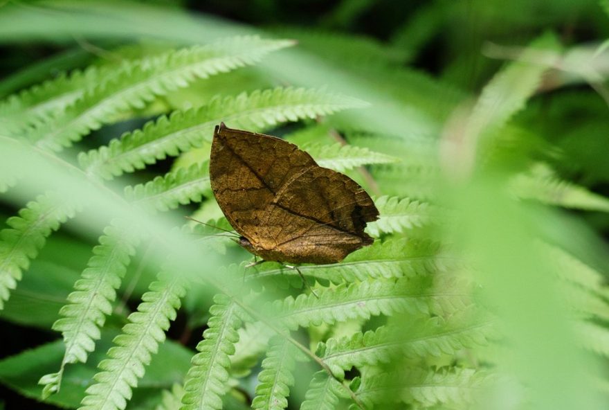 borboleta-folha3A-o-inseto-que-se-camufla-perfeitamente-em-uma-folha-seca