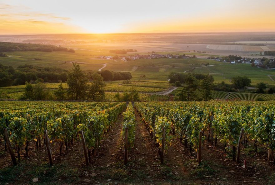 bordeaux-x-borgonha3A-diferencas-fundamentais-entre-vinhos-franceses