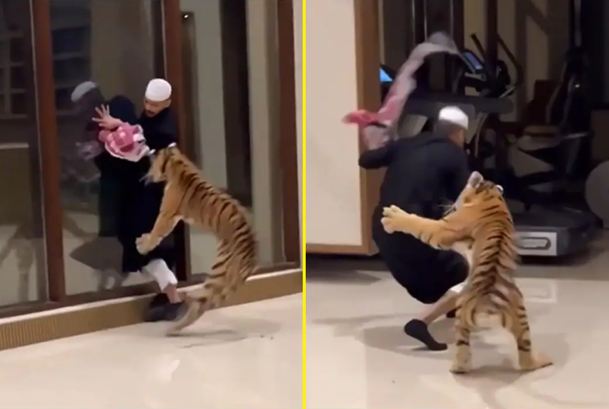 Homem estava “brincando” com o tigre ou servindo de presa? (Foto: Instagram/7amodkaa/Reprodução)