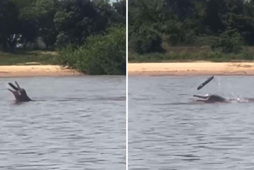 boto-brinca-com-pedaco-de-madeira-no-rio-araguaia-em-cena-rara3B-video-impressionante