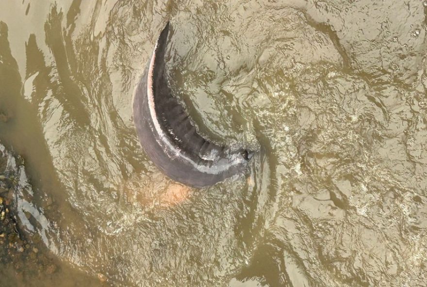 boto-cor-de-rosa-preso-em-canal-de-belem3A-resgate-emocionante boto-cor-de-rosa-preso-em-canal-de-belem3A-resgate-emocionante