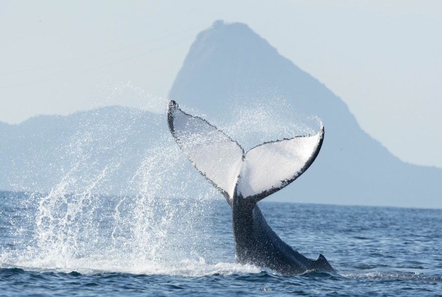 botos-em-profusao-e-polvo-raro-impressionam-no-litoral-do-rio botos-em-profusao-e-polvo-raro-impressionam-no-litoral-do-rio