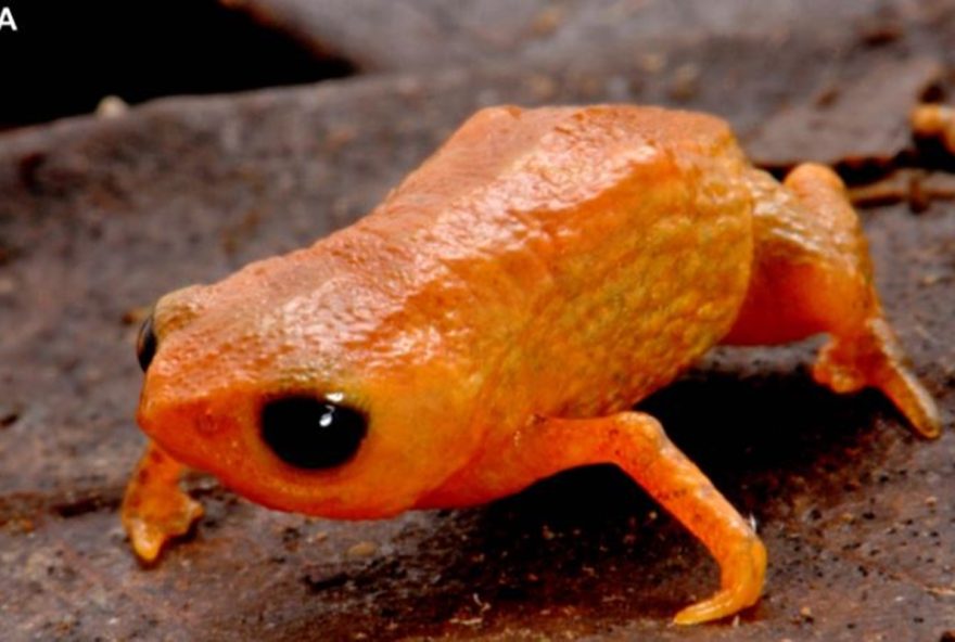 brachycephalus-lulai3A-conheca-o-sapo-batizado-em-homenagem-ao-presidente brachycephalus-lulai3A-conheca-o-sapo-batizado-em-homenagem-ao-presidente