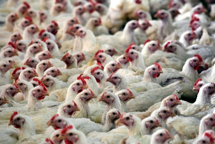 brasil-detecta-gripe-aviaria-e-cientistas-afirmam-capacidade-de-contencao
