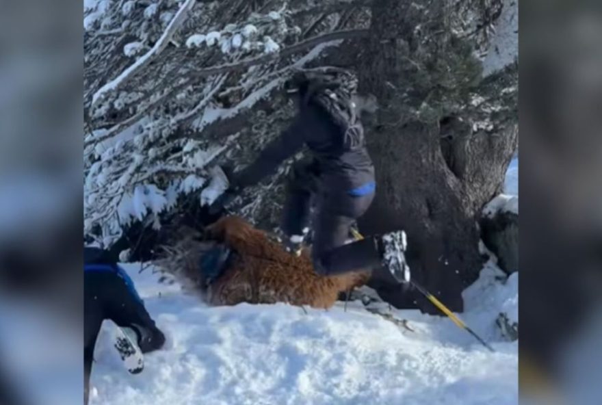 brasileiro-e-espancado-em-estacao-de-esqui-na-franca-por-usar-fantasia-de-chewbacca brasileiro-e-espancado-em-estacao-de-esqui-na-franca-por-usar-fantasia-de-chewbacca