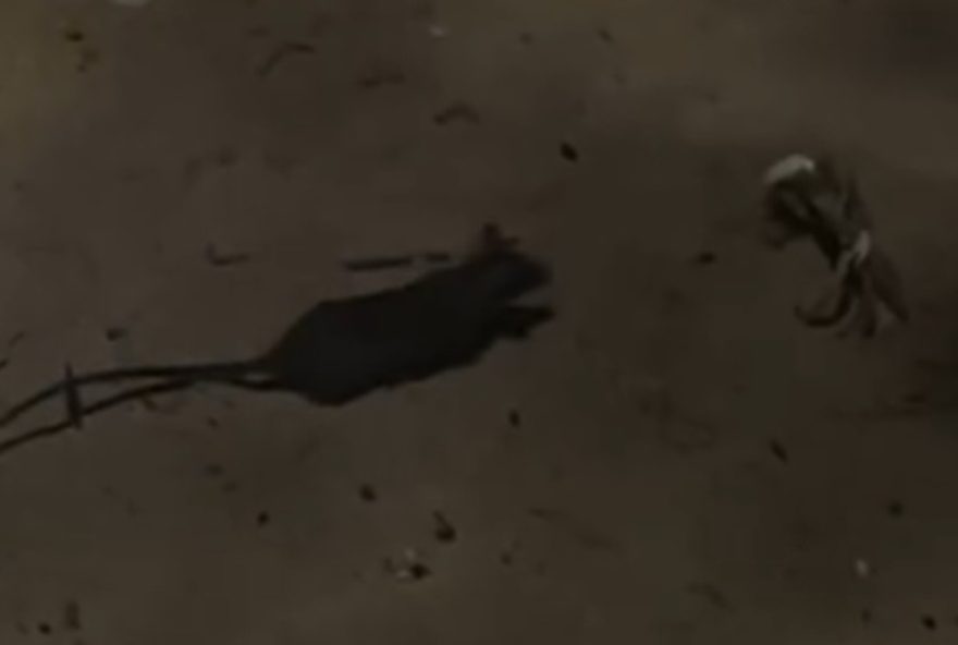 briga-inusitada-entre-gabiru-e-maria-farinha-termina-com-crustaceo-vencedor-apos-rounds-epicos-na-praia-de-boa-viagem-video