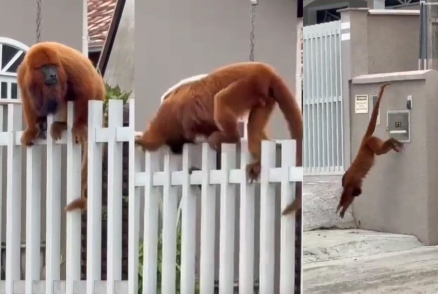 bugio-vermelho-reaparece-em-santa-catarina-apos-surto-de-febre-amarela3B-video bugio-vermelho-reaparece-em-santa-catarina-apos-surto-de-febre-amarela3B-video