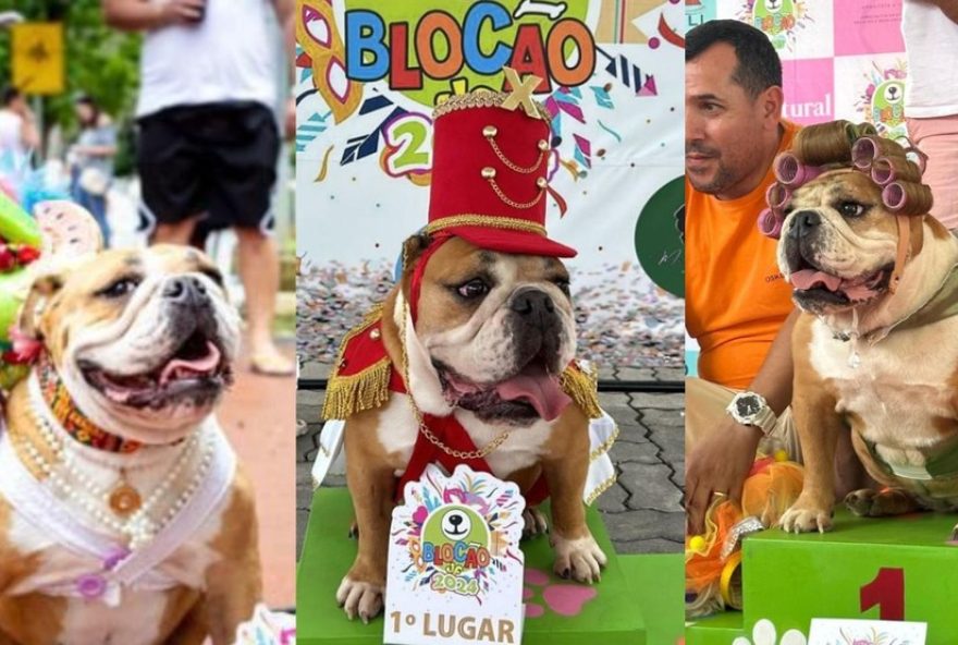 buldogue-influencer-tricampea-em-concurso-de-fantasias-carnavalescas-em-juiz-de-fora