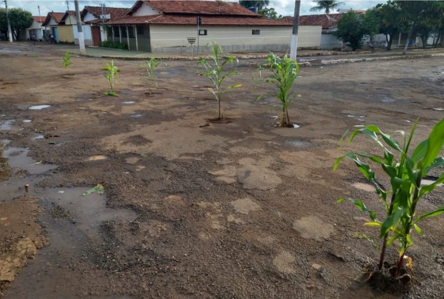 Pés de milho plantados em buracos / Foto: Reprodução