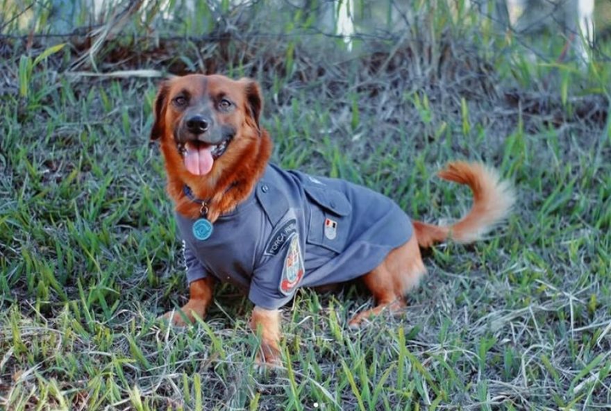 cabo-caramelo3A-o-vira-lata-que-virou-mascote-e-fenomeno-nas-redes-sociais cabo-caramelo3A-o-vira-lata-que-virou-mascote-e-fenomeno-nas-redes-sociais