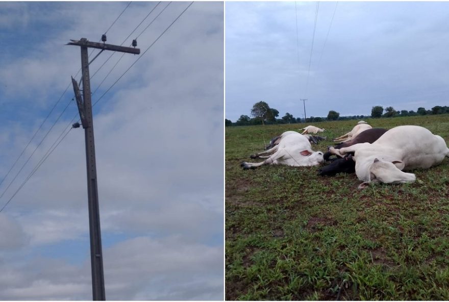 cabo-de-alta-tensao-se-rompe-e-mata-bois-em-fazenda2C-causando-prejuizo-milionario-no-interior-de-goias