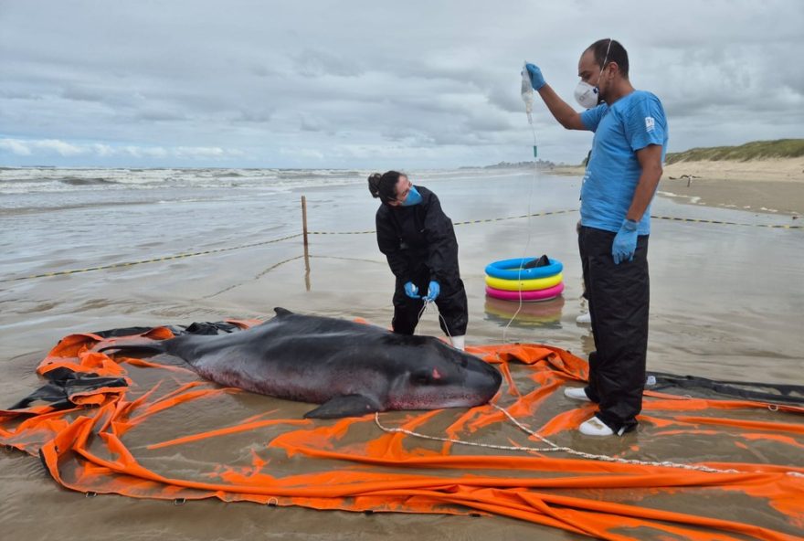 cachalote-anao-encalha-vivo-em-passo-de-torres cachalote-anao-encalha-vivo-em-passo-de-torres