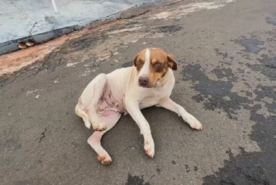 cachorra-atacada-por-sucuri-em-urania-recebe-alta-e-se-torna-celebridade-no-interior-de-sp cachorra-atacada-por-sucuri-em-urania-recebe-alta-e-se-torna-celebridade-no-interior-de-sp