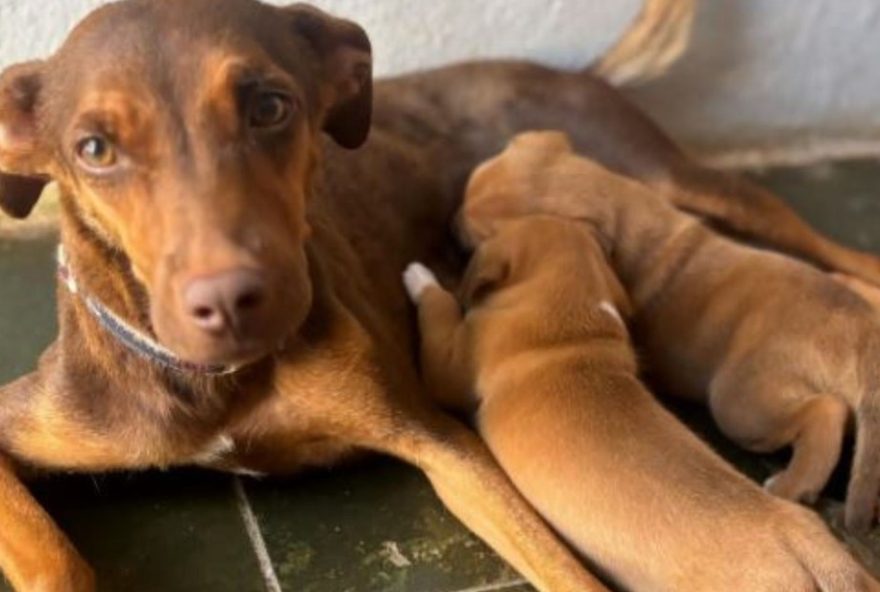 cachorra-foge-apos-fogos-na-virada-do-ano-em-ribeirao-preto3A-familia-busca-ajuda cachorra-foge-apos-fogos-na-virada-do-ano-em-ribeirao-preto3A-familia-busca-ajuda