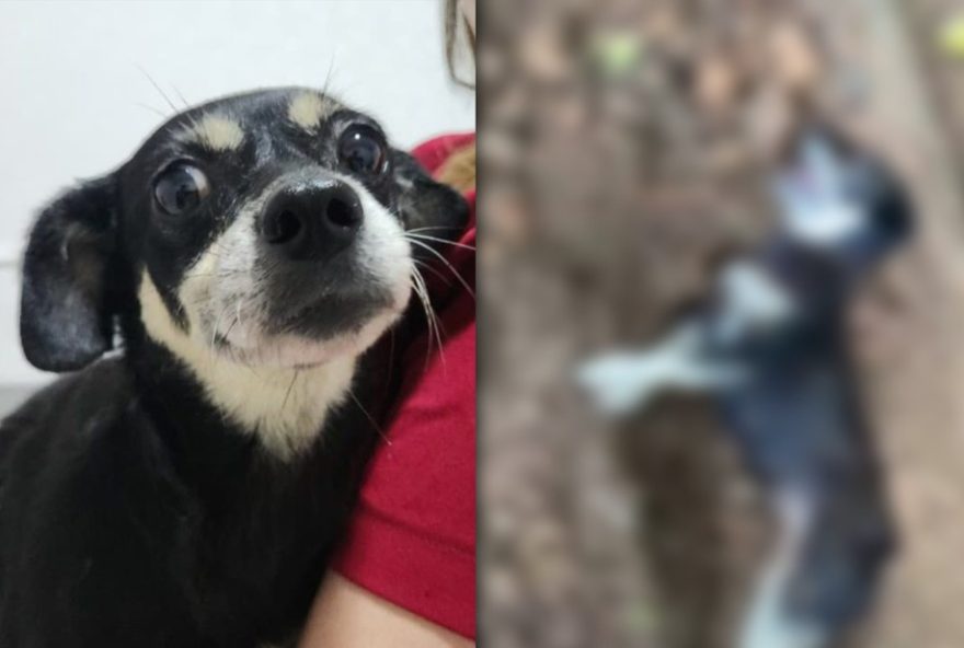 cachorra-prenha-resgatada-apos-ser-enterrada-viva-e-adotada-em-joinville3A-historia-de-superacao-e-cuidados-especiais cachorra-prenha-resgatada-apos-ser-enterrada-viva-e-adotada-em-joinville3A-historia-de-superacao-e-cuidados-especiais