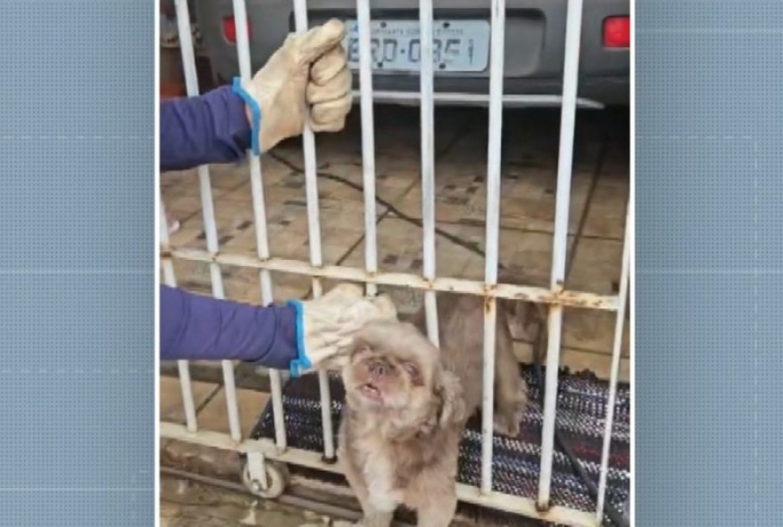 cachorra-shih-tzu-e-resgatada-apos-ficar-presa-no-portao-em-nova-odessa cachorra-shih-tzu-e-resgatada-apos-ficar-presa-no-portao-em-nova-odessa