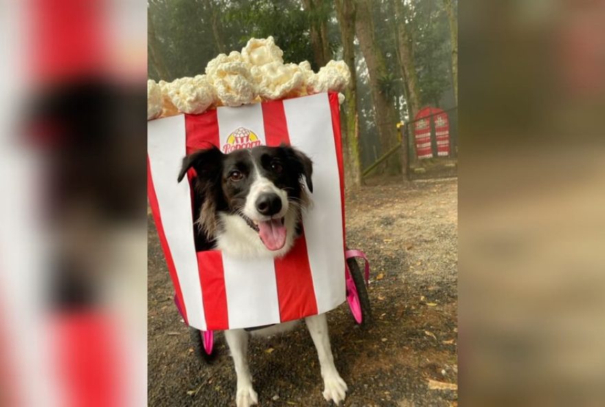 cachorra-vence-caocurso-de-fantasias-com-cadeira-de-rodas-customizada