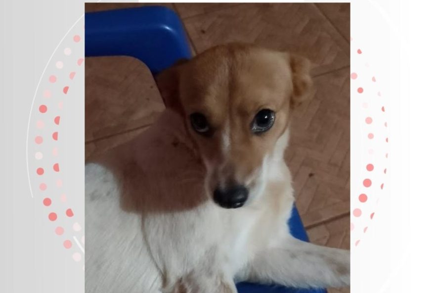 cachorrinha-meg-e-resgatada-de-poco-de-3-metros-pelos-bombeiros-em-foz-do-iguacu cachorrinha-meg-e-resgatada-de-poco-de-3-metros-pelos-bombeiros-em-foz-do-iguacu