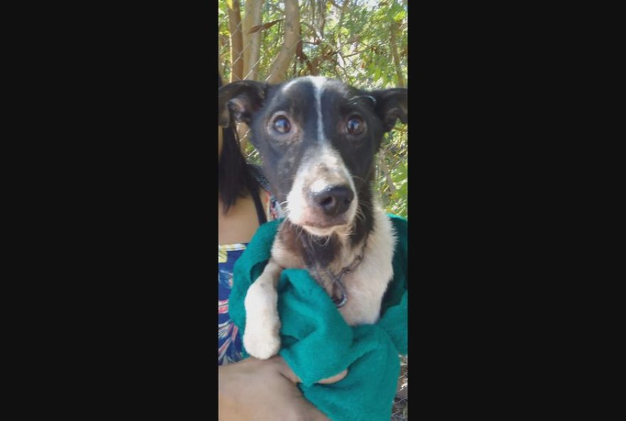 cachorrinho-resgatado-por-bombeiros-em-corrego-de-belo-horizonte3A-adocao-salva-vida-de-animal-em-perigo