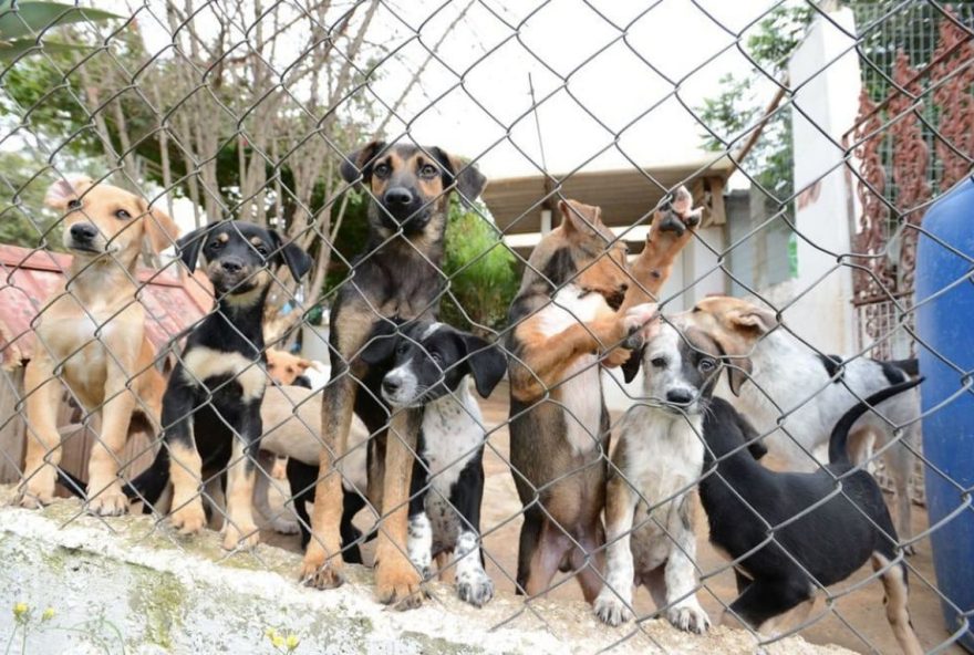 cachorrinhos