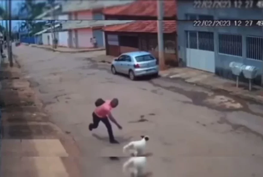 cachorro-agredido-por-pedra-valparaiso-600x400