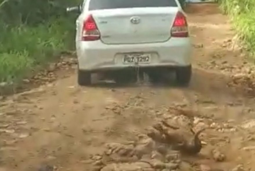 Em Jaraguá cachorro é arrastado por carro