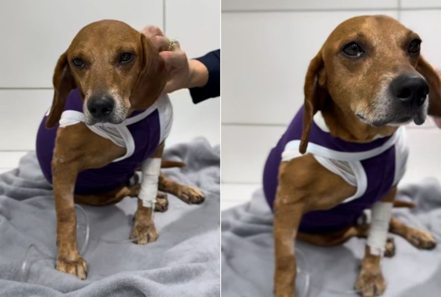 cachorro-atacado-com-liquido-quente-luta-pela-vida cachorro-atacado-com-liquido-quente-luta-pela-vida