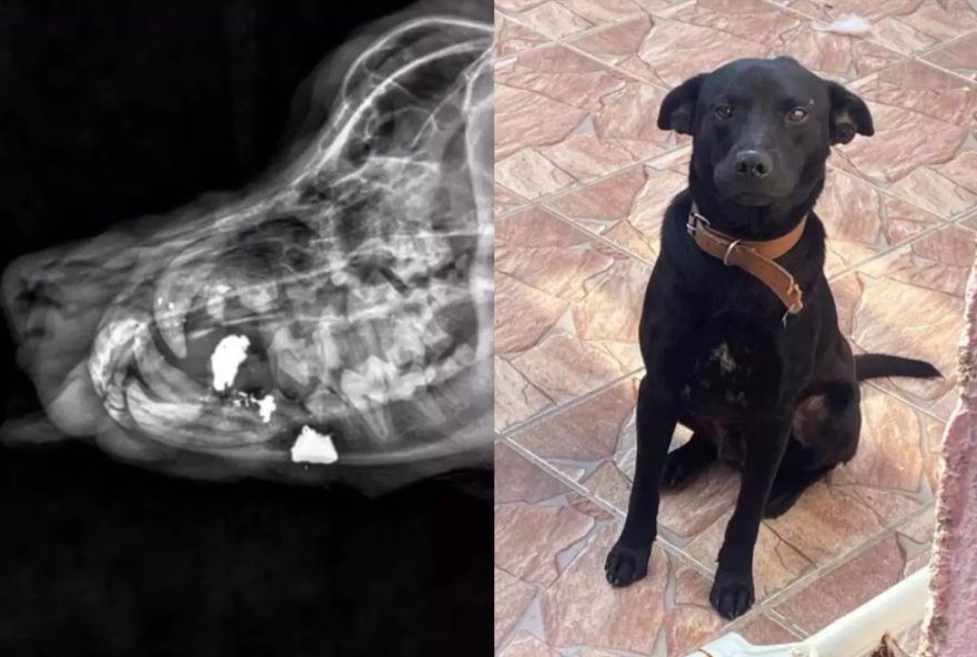 cachorro-baleado-em-sao-vicente-perde-dentes3A-cirurgia-de-emergencia-mostra-projeteis-na-mandibula